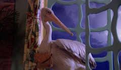 Pel Mel delivering a peligram