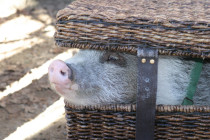 Pig in a basket