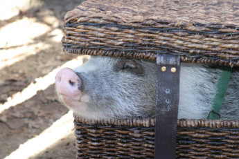 Pig in a basket