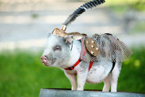 Sir Oinks-A-Lot